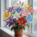 Home Decorative Items